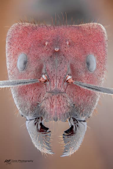 Camponotus singularis photo 2
