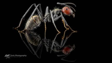 Camponotus singularis photo 3