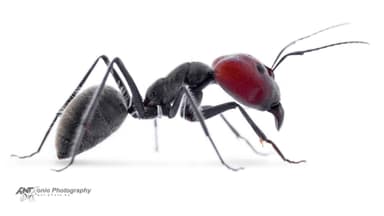Camponotus singularis photo 5
