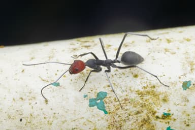 Camponotus singularis photo 7