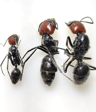 Camponotus singularis photo 10