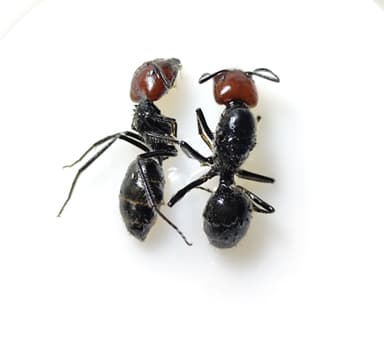 Camponotus singularis photo 11