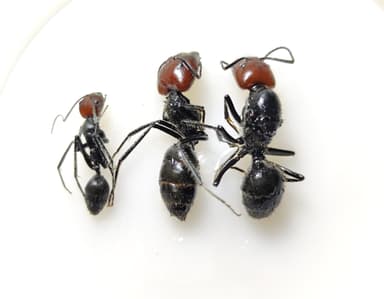 Camponotus singularis photo 12