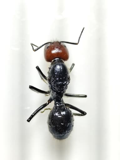 Camponotus singularis photo 13