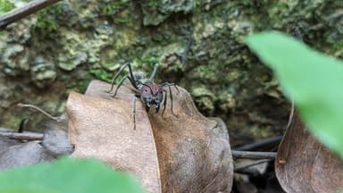 Camponotus singularis photo 15