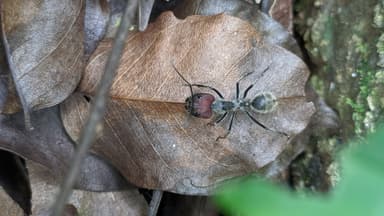 Camponotus singularis photo 16