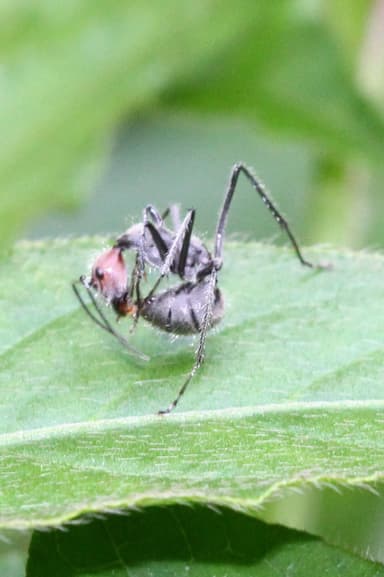 Camponotus singularis photo 18