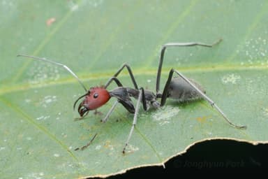 Camponotus singularis photo 21