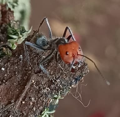 Camponotus singularis photo 26