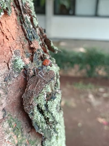 Camponotus singularis photo 34