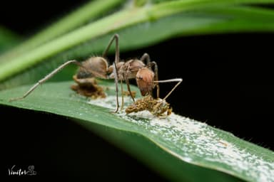 Camponotus singularis photo 35