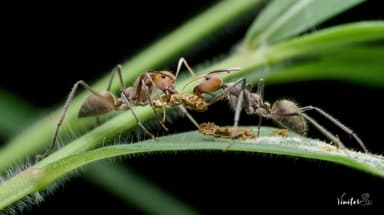 Camponotus singularis photo 36