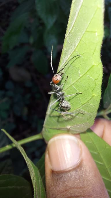 Camponotus singularis photo 38