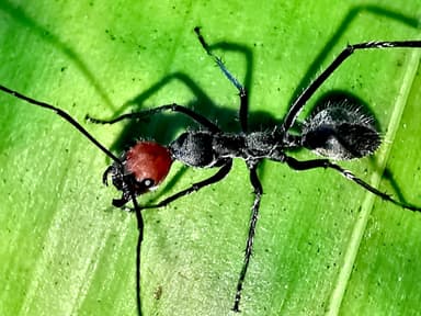 Camponotus singularis photo 39