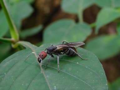 Camponotus singularis photo 40