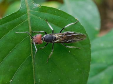 Camponotus singularis photo 41