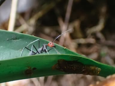 Camponotus singularis photo 42