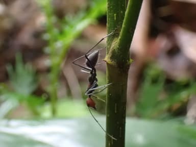 Camponotus singularis photo 43
