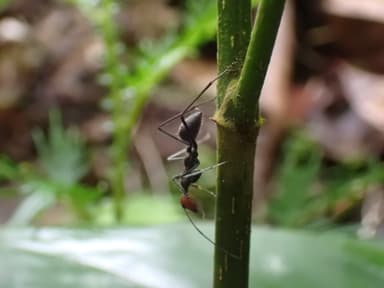 Camponotus singularis photo 44