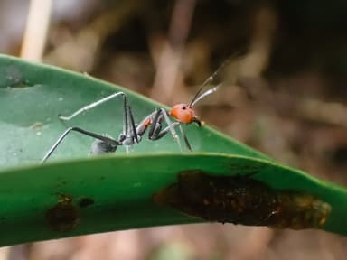 Camponotus singularis photo 46