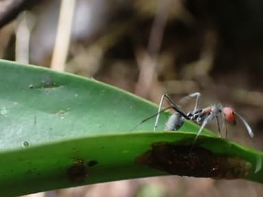 Camponotus singularis photo 47