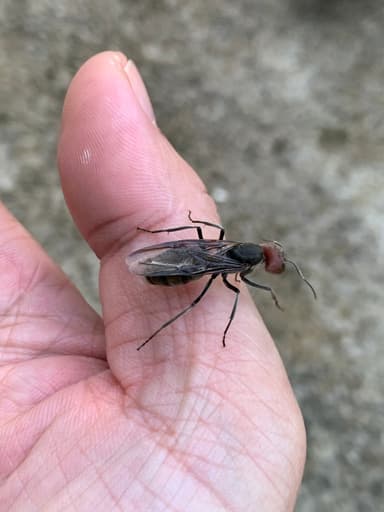 Camponotus singularis photo 48