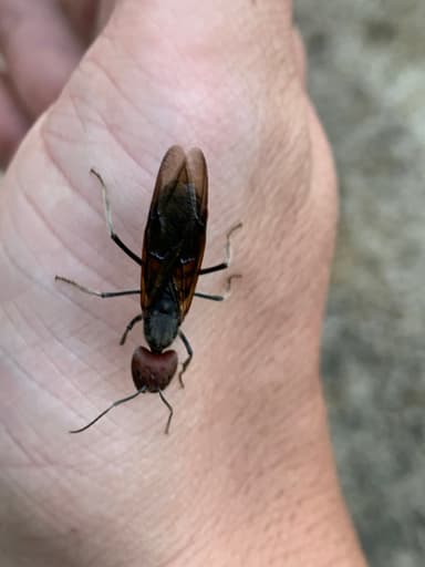 Camponotus singularis photo 49