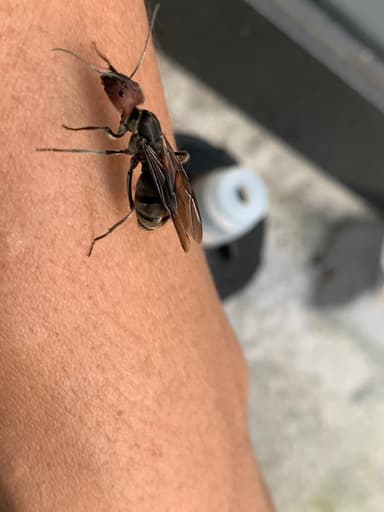 Camponotus singularis photo 50