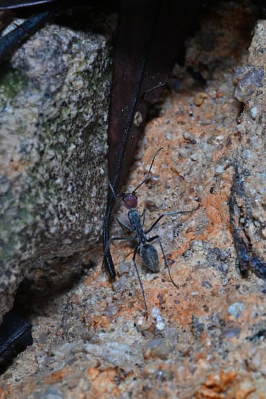 Camponotus singularis photo 51
