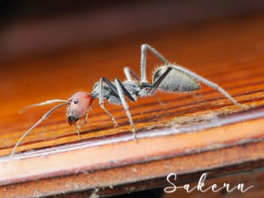 Camponotus singularis photo 52