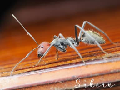 Camponotus singularis photo 53