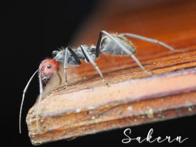 Camponotus singularis photo 54