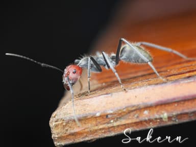 Camponotus singularis photo 55