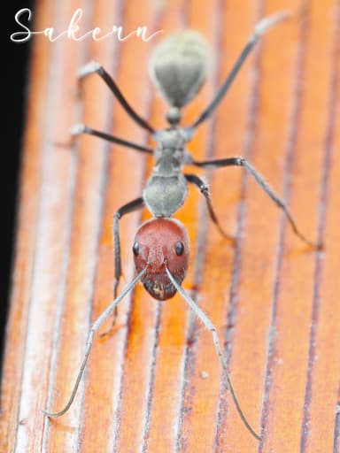 Camponotus singularis photo 58