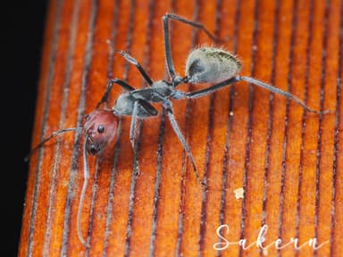 Camponotus singularis photo 59