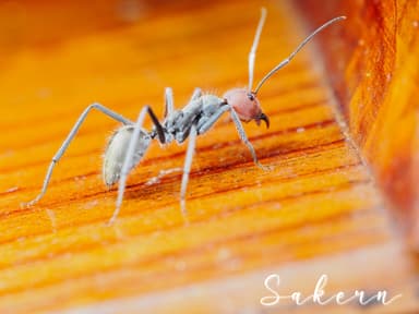 Camponotus singularis photo 61