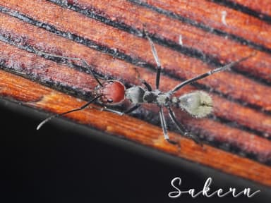 Camponotus singularis photo 65