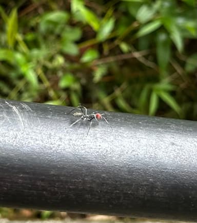 Camponotus singularis photo 66