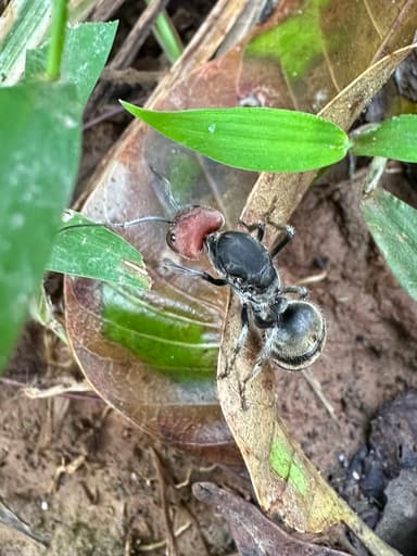 Camponotus singularis photo 67