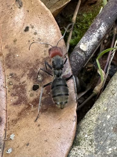 Camponotus singularis photo 69