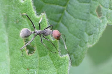 Camponotus singularis photo 70