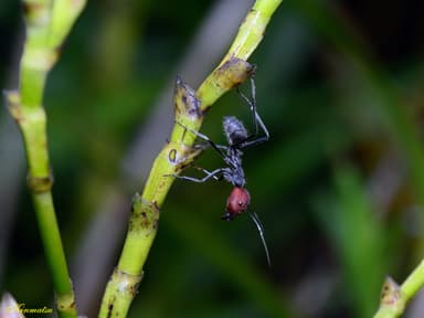Camponotus singularis photo 71