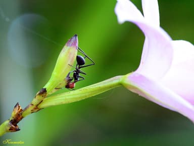 Camponotus singularis photo 73