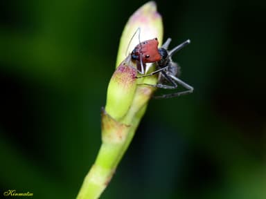 Camponotus singularis photo 74