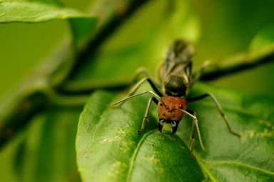 Camponotus singularis photo 75