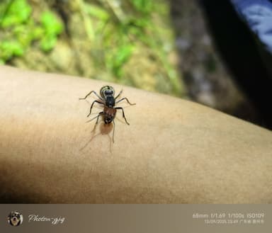 Camponotus singularis photo 77