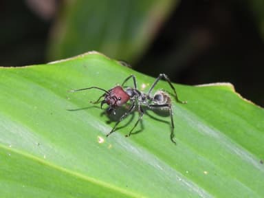 Camponotus singularis photo 78