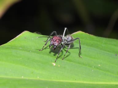 Camponotus singularis photo 80