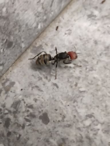 Camponotus singularis photo 81