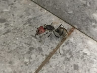 Camponotus singularis photo 82